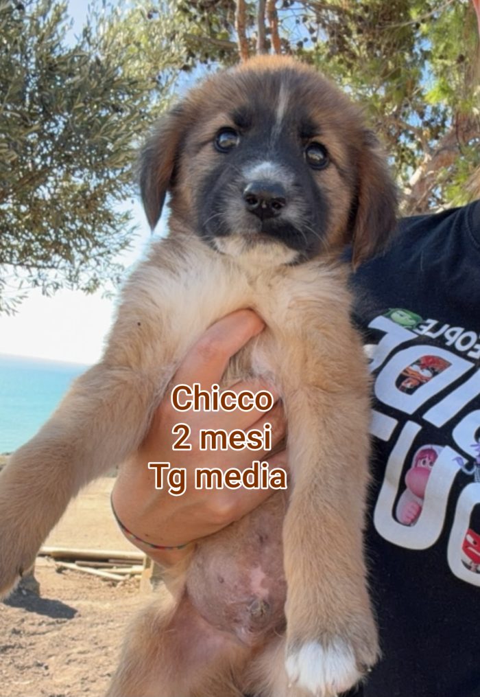Troppi cuccioli soli