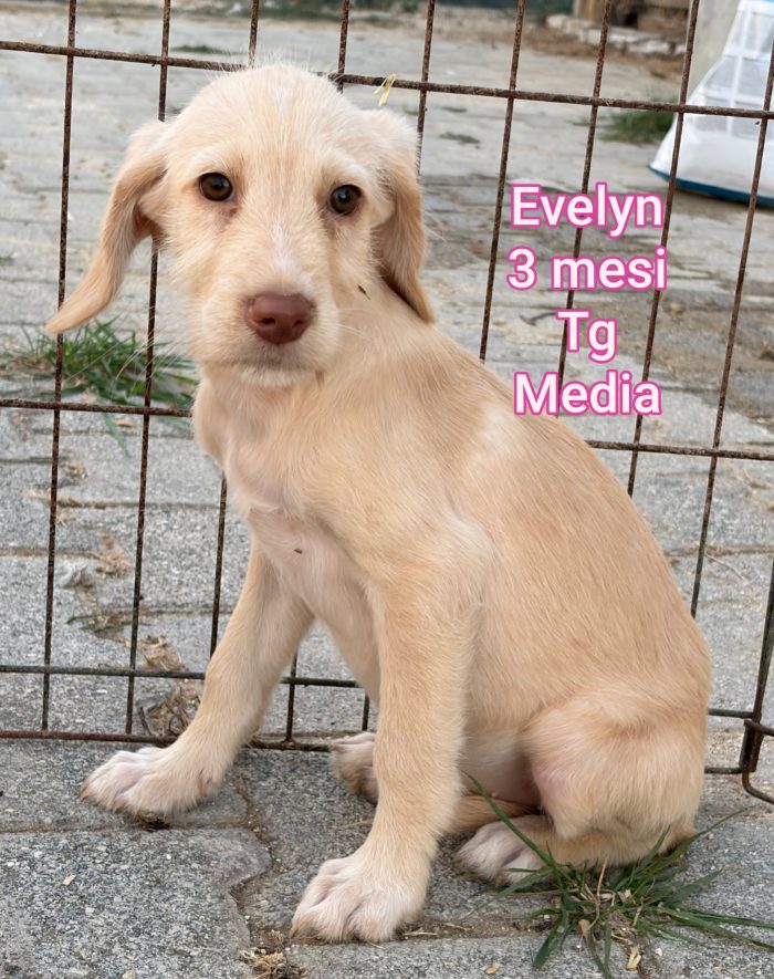 Troppi cuccioli soli - media 6