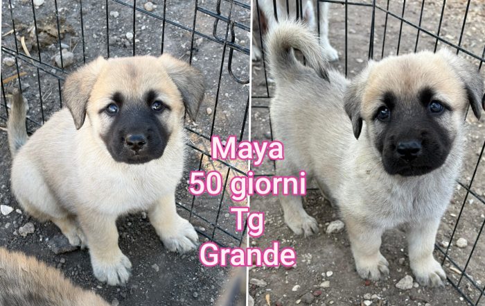 Aiutate questi cuccioli abbandonati