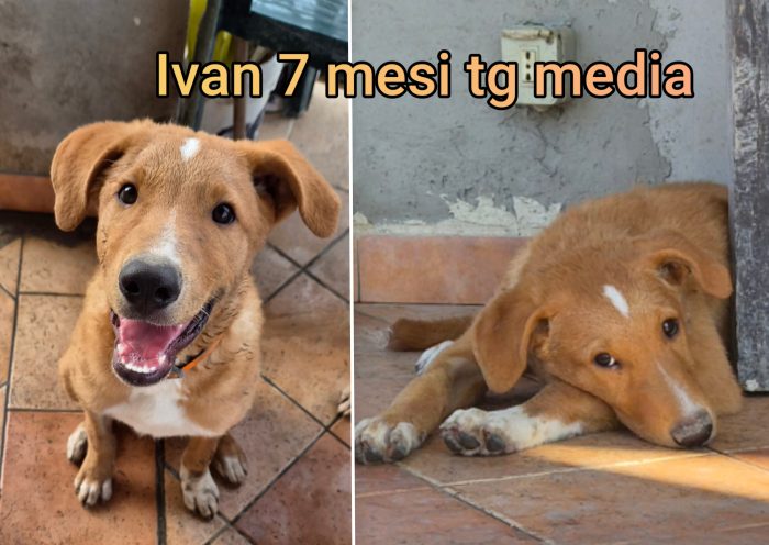Aiutate questi cuccioli abbandonati - media 8