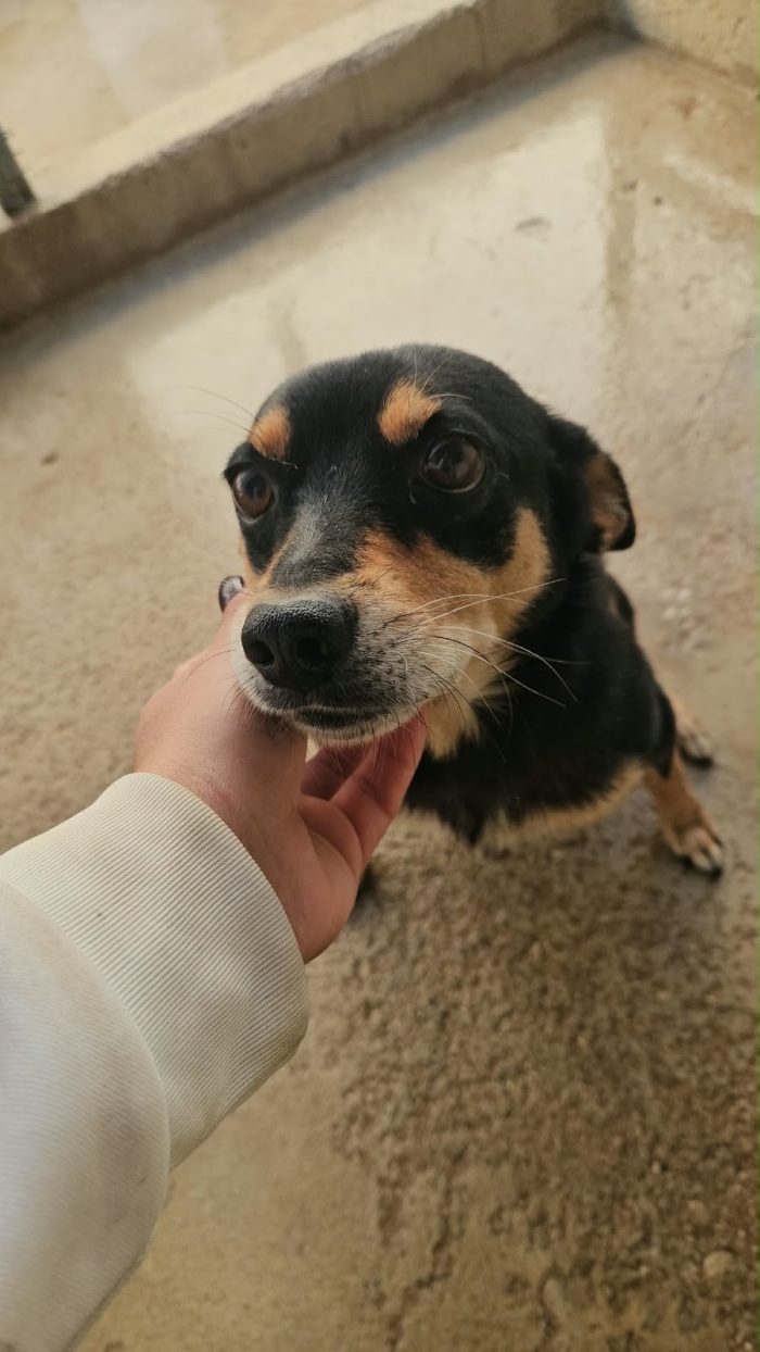 Philips dolce simil pinscher cerca casa