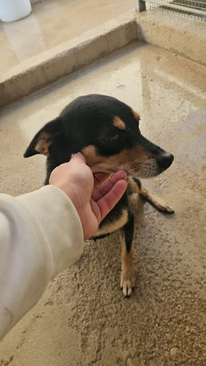 Philips dolce simil pinscher cerca casa - media 4