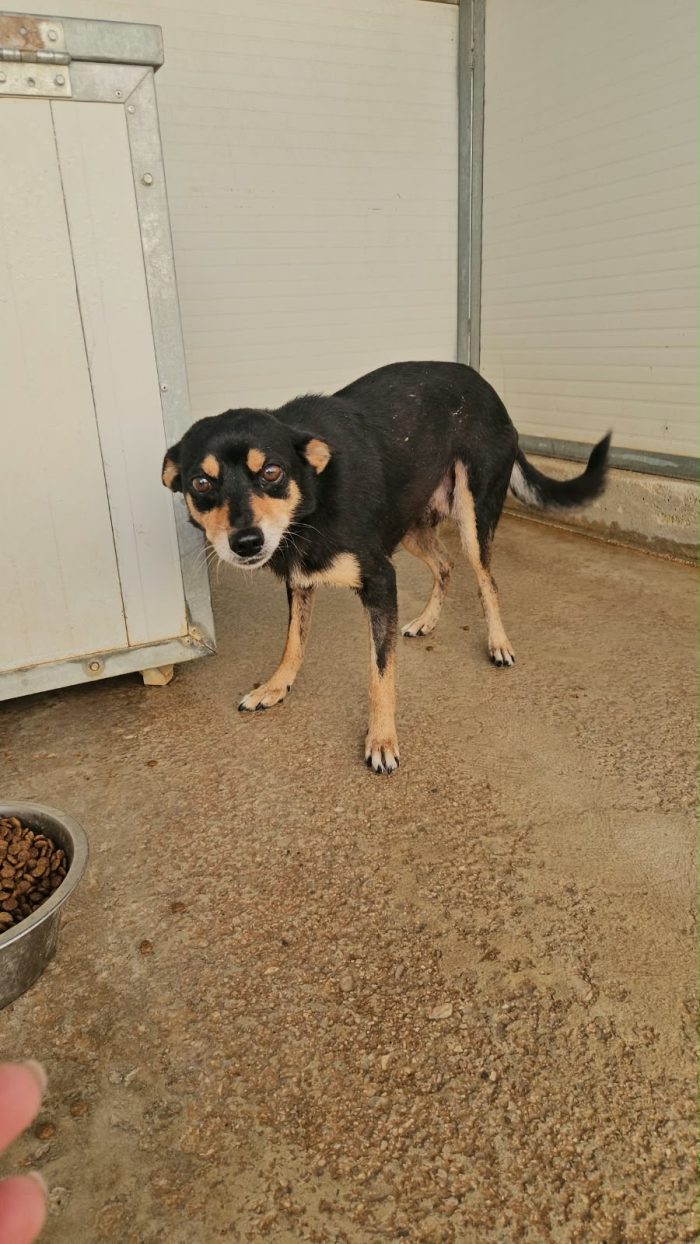 Philips dolce simil pinscher cerca casa - media 6