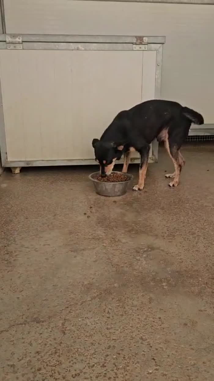 Philips dolce simil pinscher cerca casa - media 7