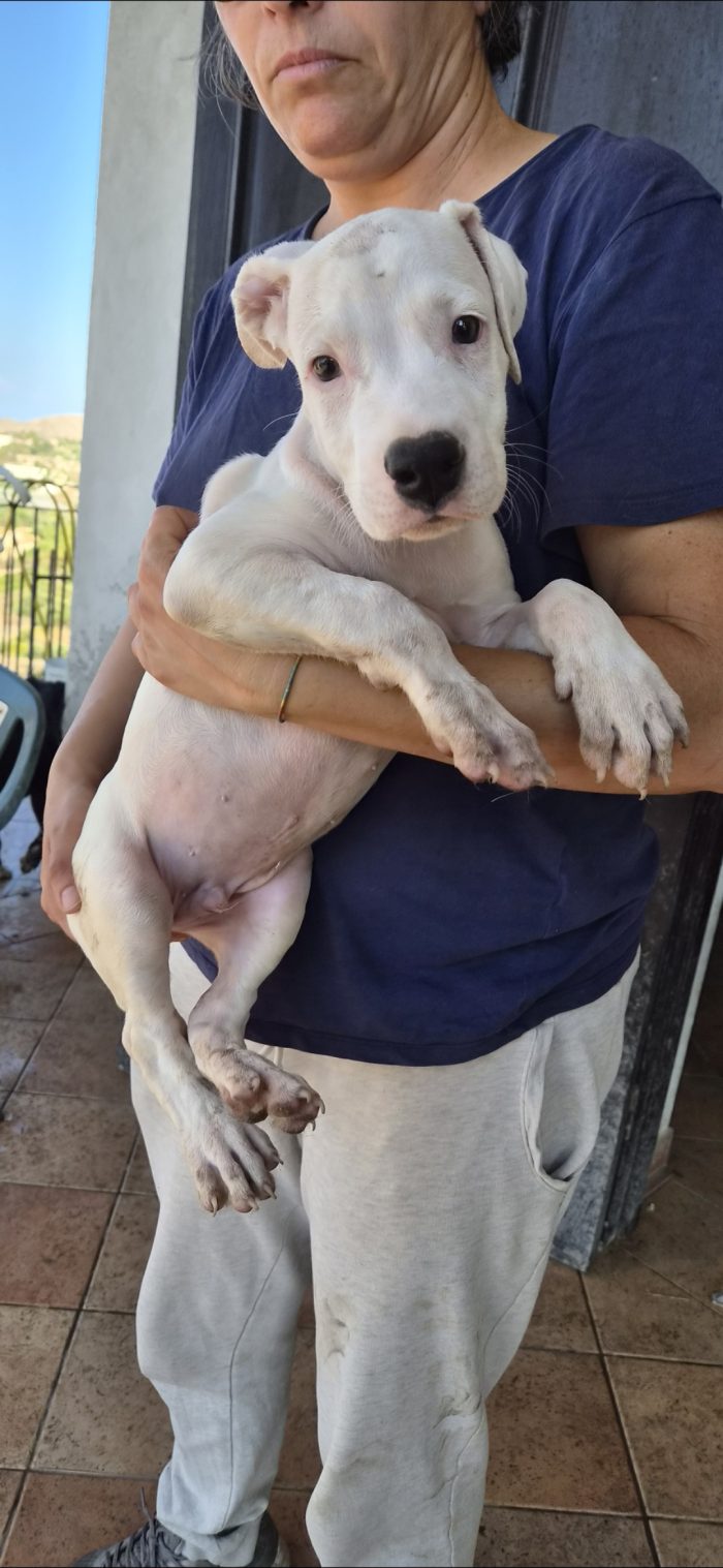 2 mesi: dogo argentino mix