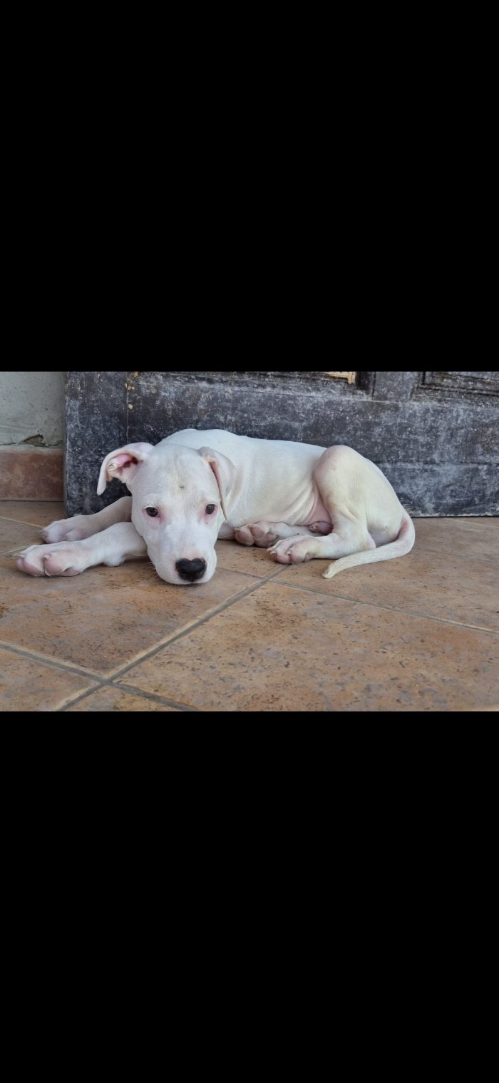 2 mesi: dogo argentino mix - media 5