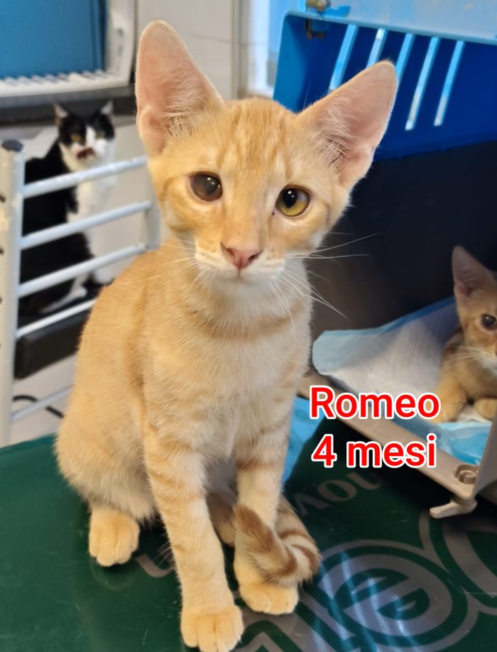 GATTINI SIAMO AL COLLASSO