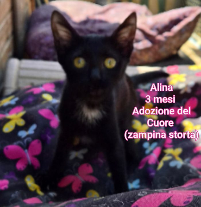 GATTINI SIAMO AL COLLASSO - media 8