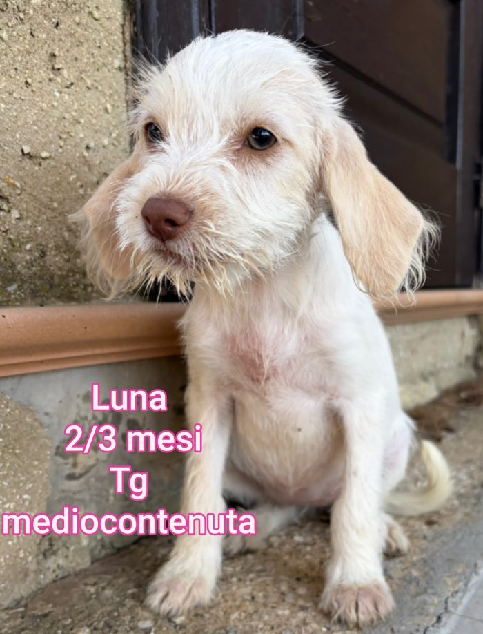 Invisibili cuccioli 2/3 mesi