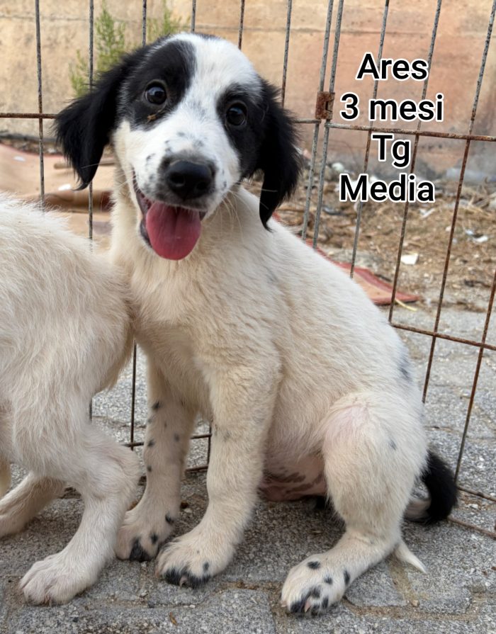 Invisibili cuccioli 2/3 mesi - media 6