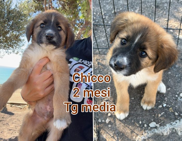 Chiamate x un cucciolo