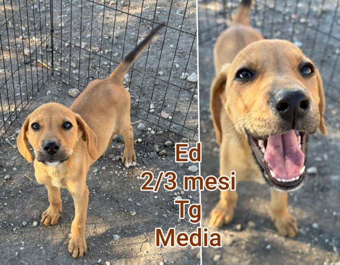 Chiamate x un cucciolo