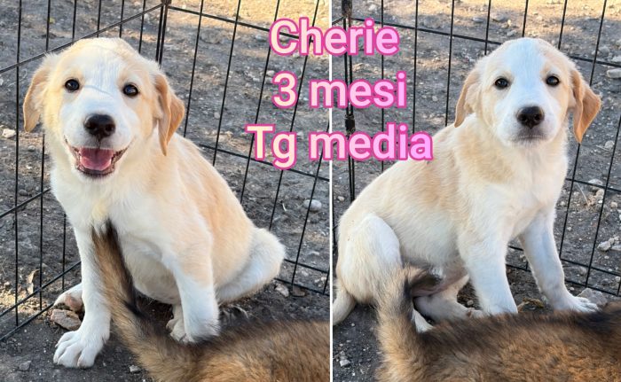 Chiamate x un cucciolo - media 4