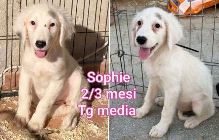 Chiamate x un cucciolo - media 7