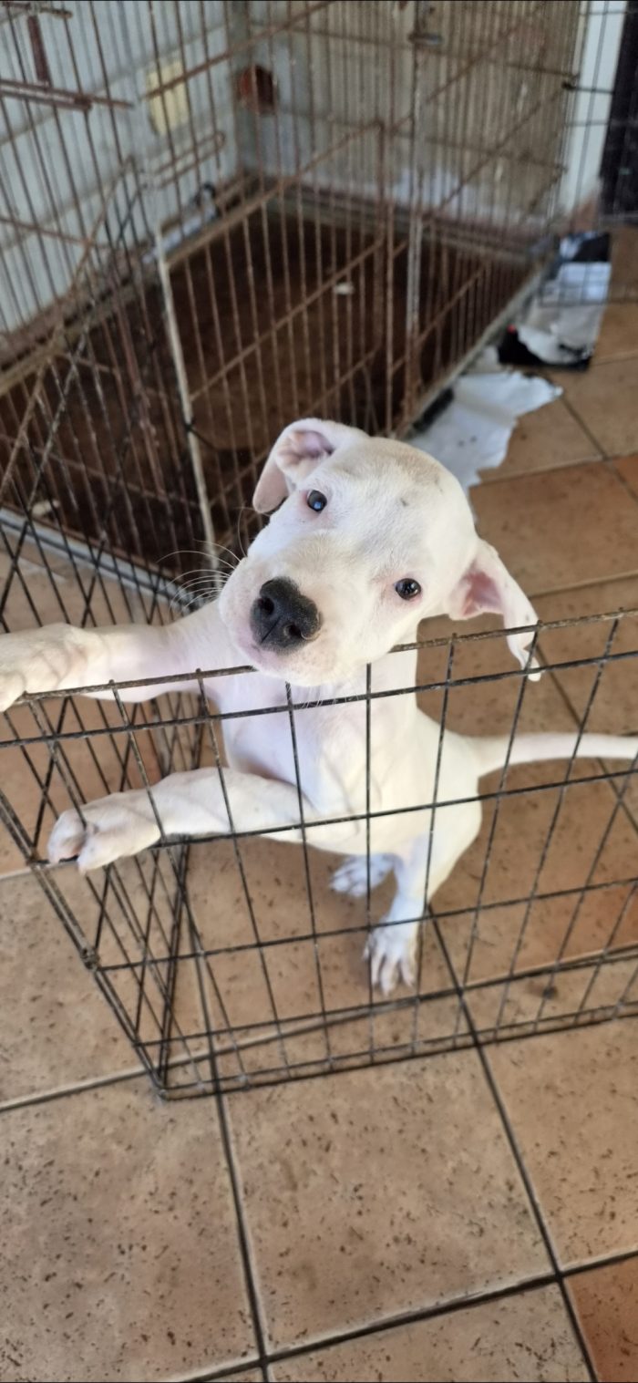 Due mesi: dogo o american pitbull