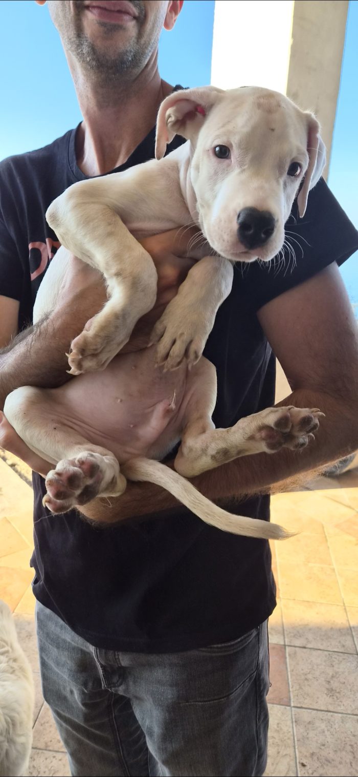 Due mesi: dogo o american pitbull