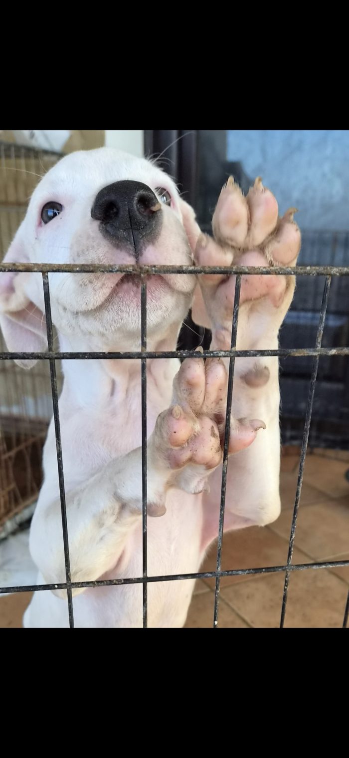 Due mesi: dogo o american pitbull
