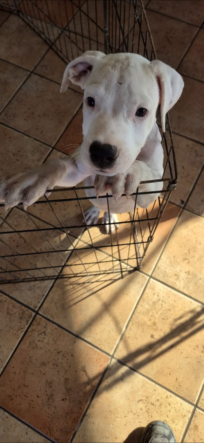 Due mesi: dogo o american pitbull - media 4