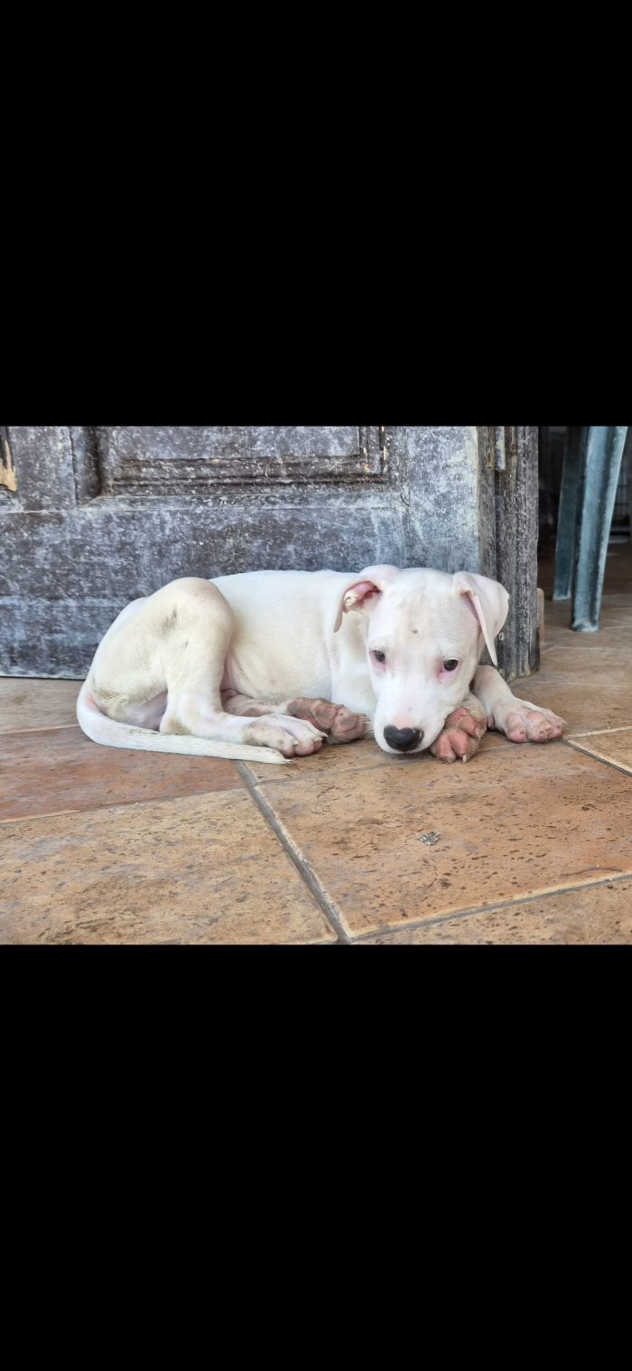 Due mesi: dogo o american pitbull - media 5