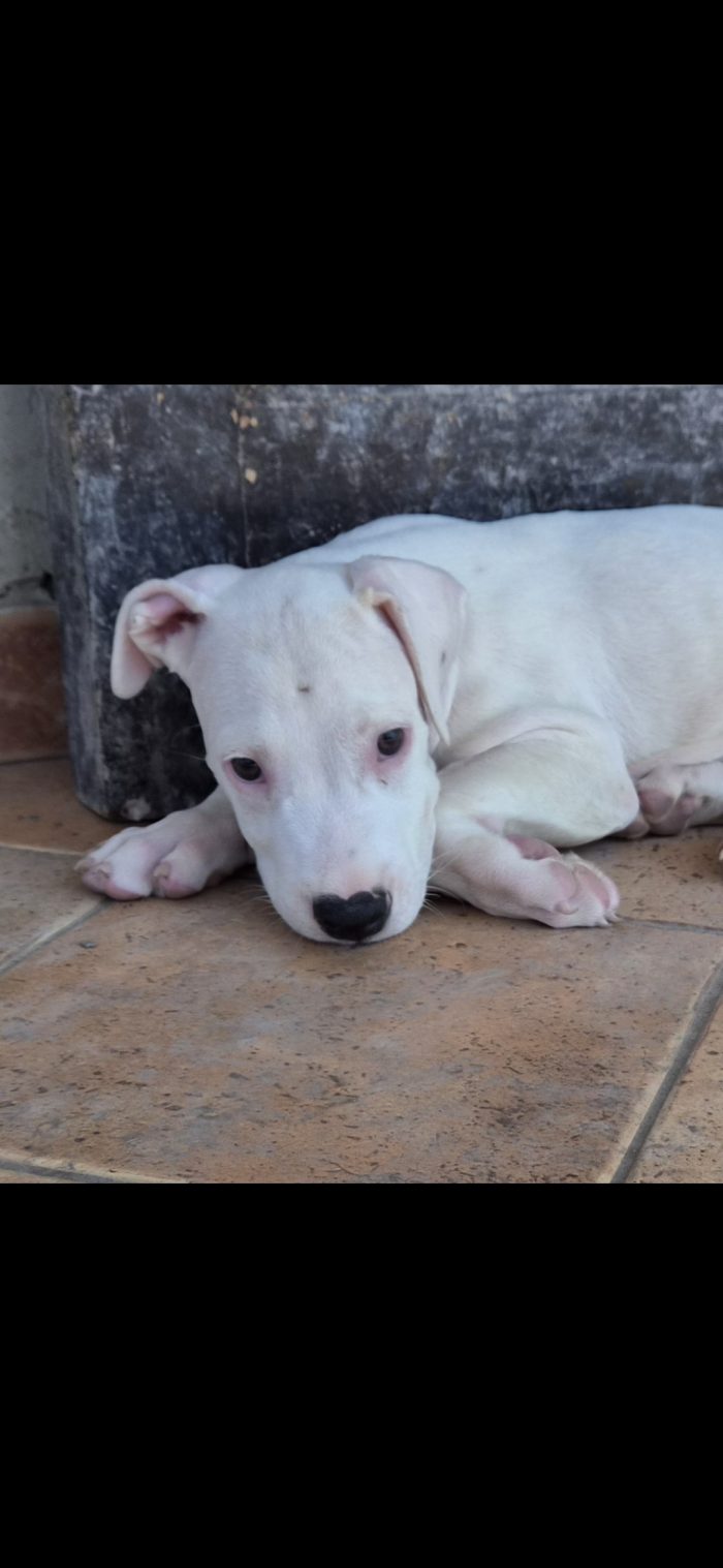 Due mesi: dogo o american pitbull - media 7