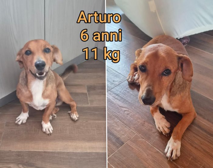 Cani taglia contenuta - media 4