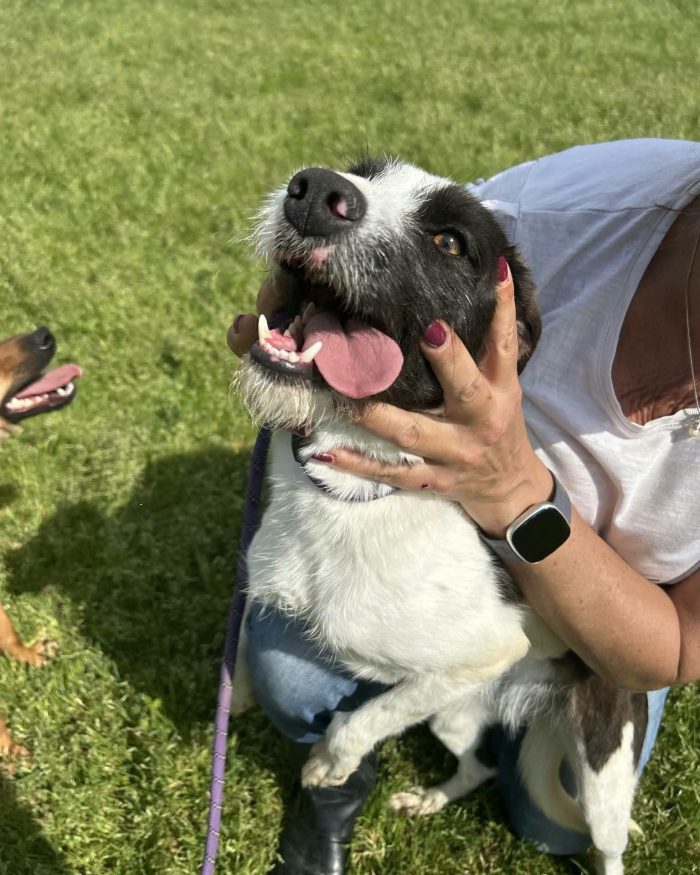 Adidas, simpatica cagnolina cerca casa - media 4