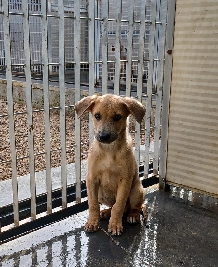 Paride, dolcissimo cucciolo in adozione - media 4
