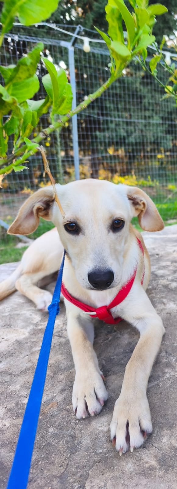 UN BATUFFOLO D'AMORE CERCA UN DIVANO