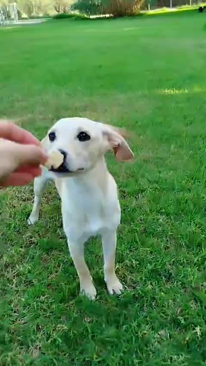 UN BATUFFOLO D'AMORE CERCA UN DIVANO - media 5