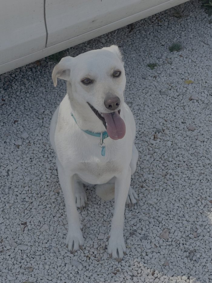 Cagnolina di 5 anni cerca una casa tranquilla