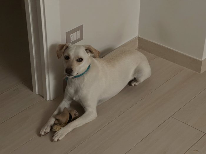 Cagnolina di 5 anni cerca una casa tranquilla