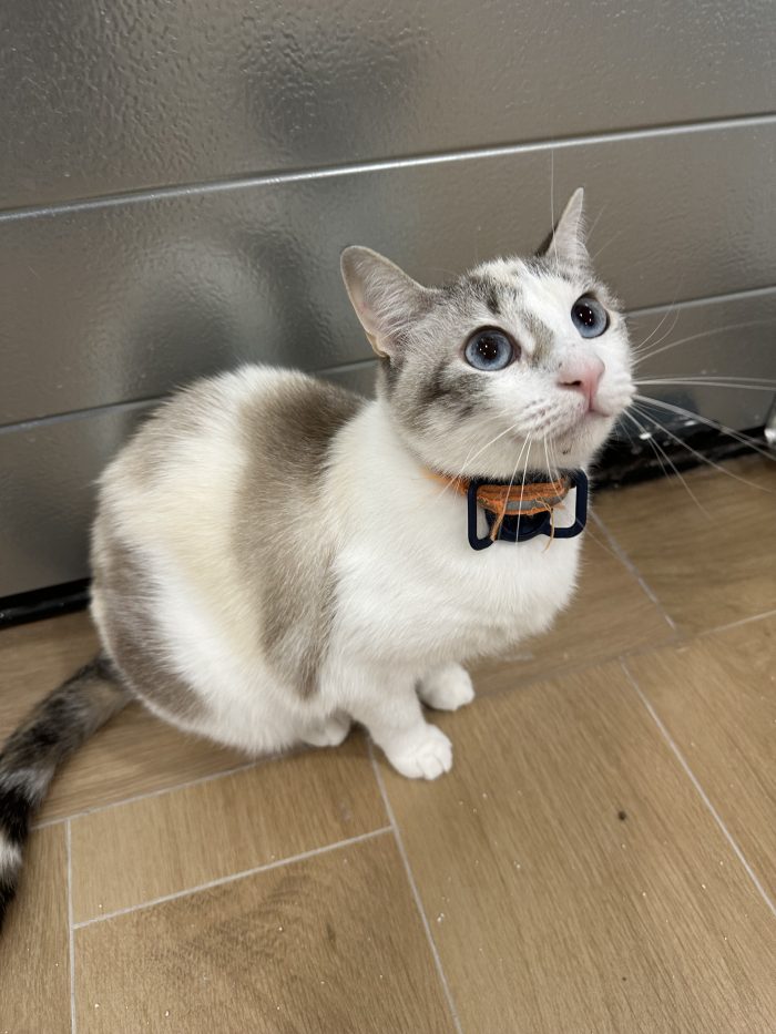 Dolcissima gattina di circa 2 anni cerca casa