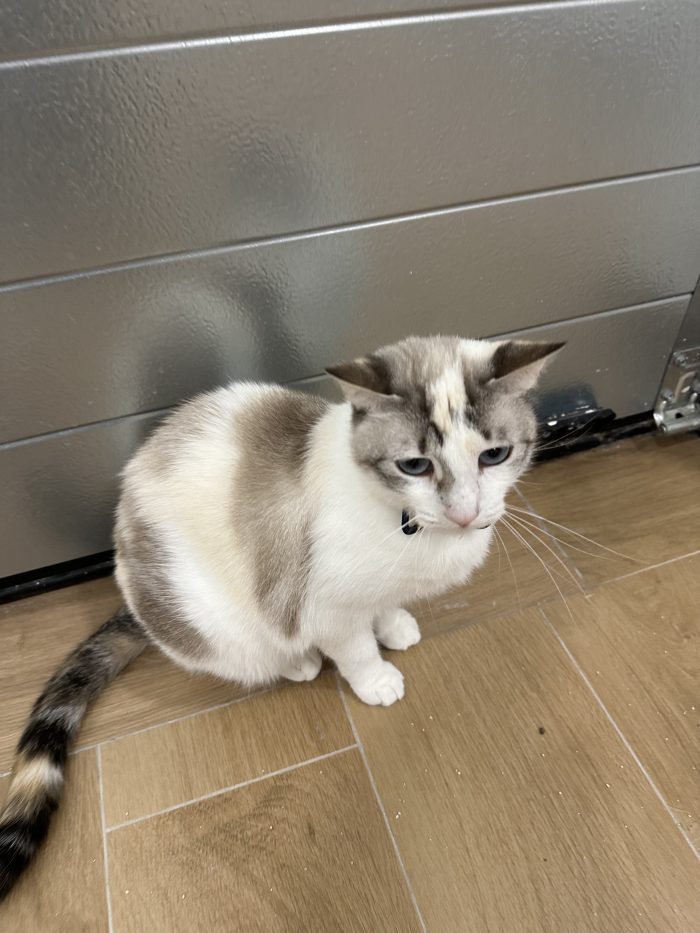 Dolcissima gattina di circa 2 anni cerca casa