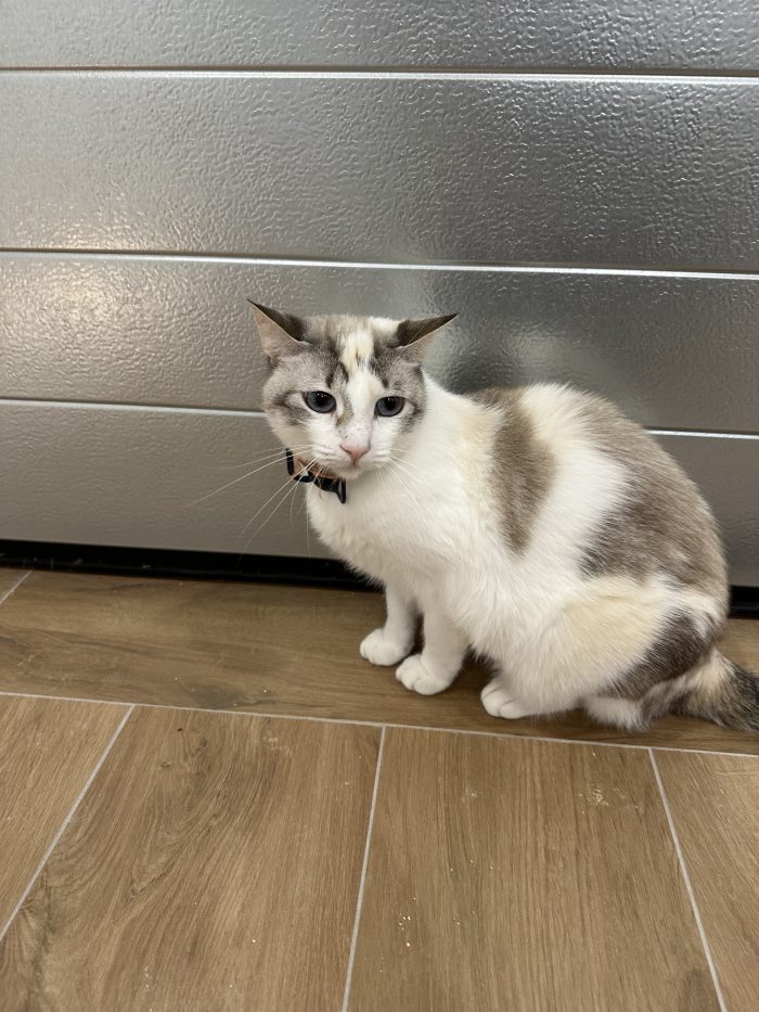 Dolcissima gattina di circa 2 anni cerca casa