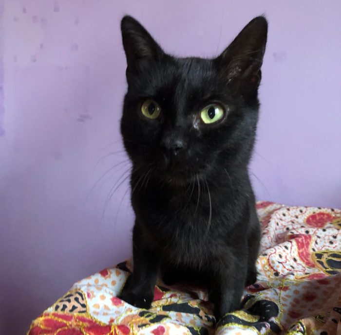 Bingo gattino di 1 anno dolcissimo