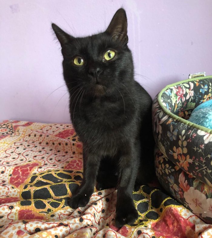 Bingo gattino di 1 anno dolcissimo