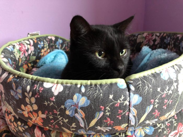 Bingo gattino di 1 anno dolcissimo