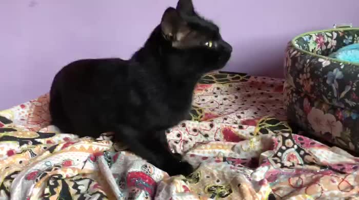 Bingo gattino di 1 anno dolcissimo - media 4