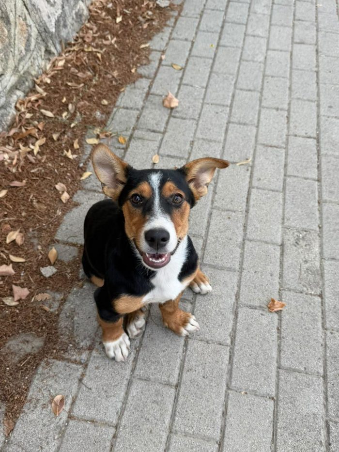 Bulina, cucciola di 7 mesi simil Basset Hound