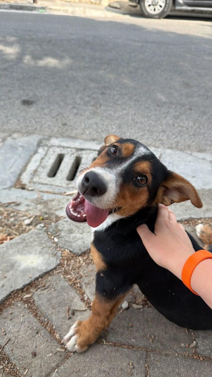 Bulina, cucciola di 7 mesi simil Basset Hound