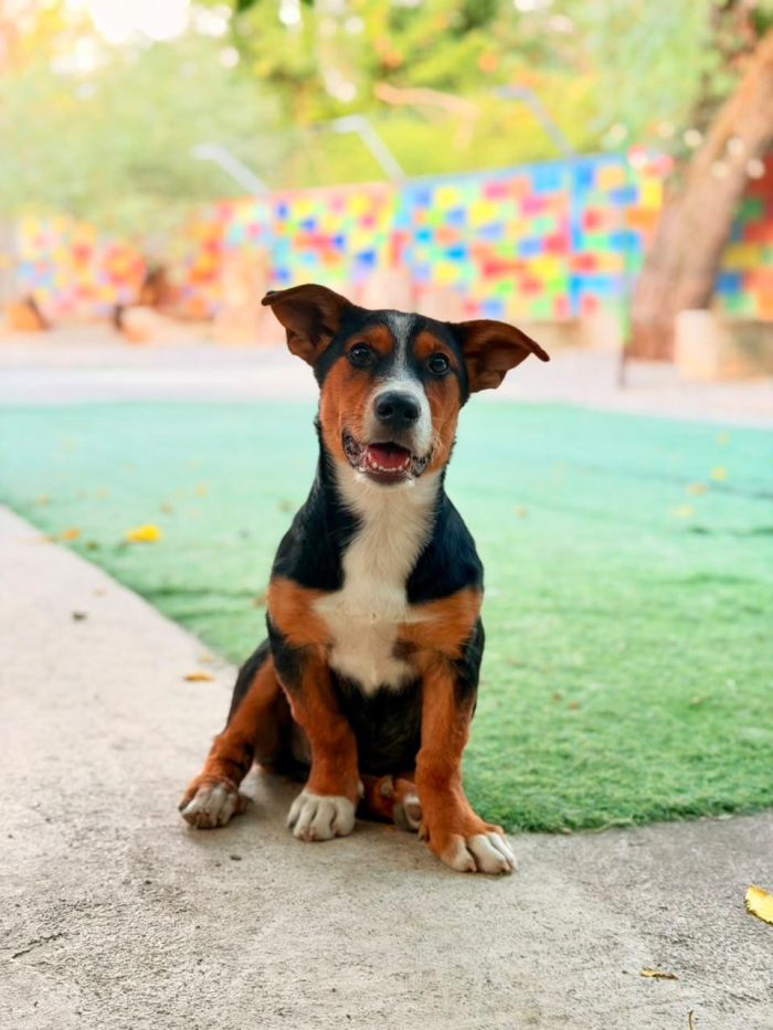 Bulina, cucciola di 7 mesi simil Basset Hound - media 4