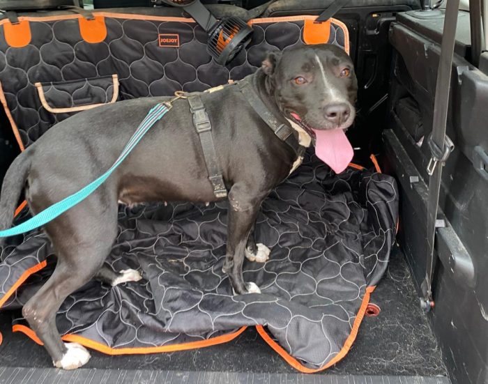 Atena simil Pitbull 5/6anni MOLTO BUONA MA SFIGATA.MANTOVA - media 4