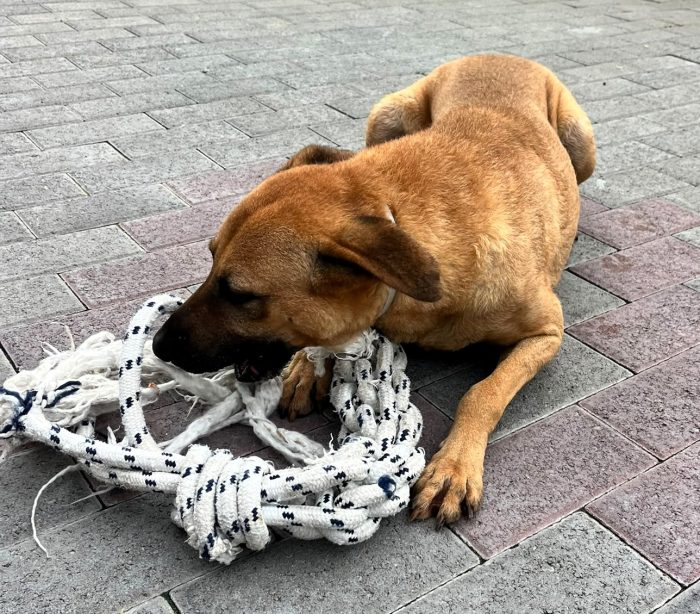 ARGO DA TROPPO TEMPO IN CANILE