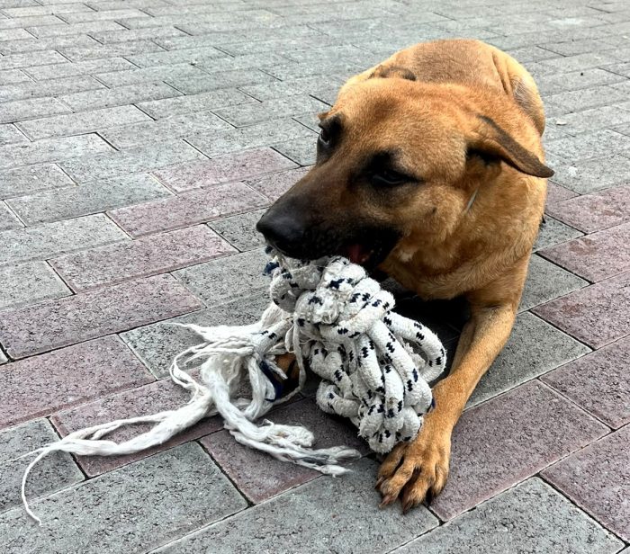 ARGO DA TROPPO TEMPO IN CANILE