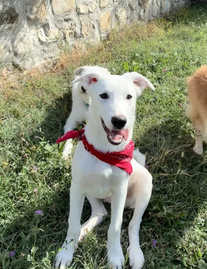 💎BEN, cucciolo del canile ora in stallo in provincia di Bologna