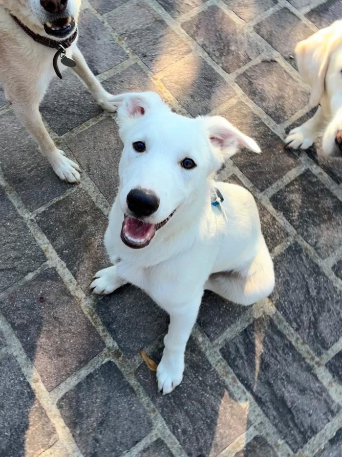 💎BEN, cucciolo del canile ora in stallo in provincia di Bologna