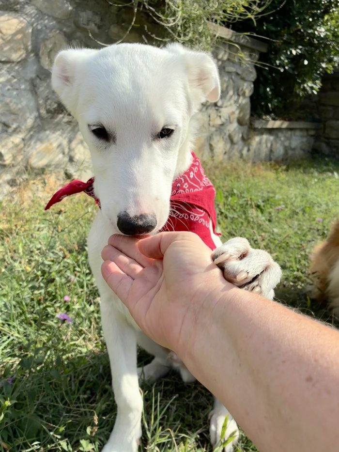 💎BEN, cucciolo del canile ora in stallo in provincia di Bologna