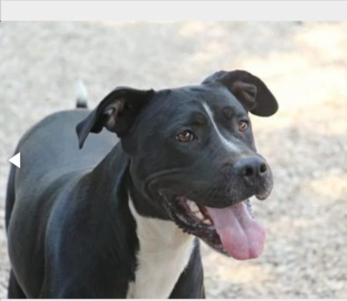 Pitbull adulto salvato 5anni fa legato ad 1palo..nessuna richiesta. ROMA