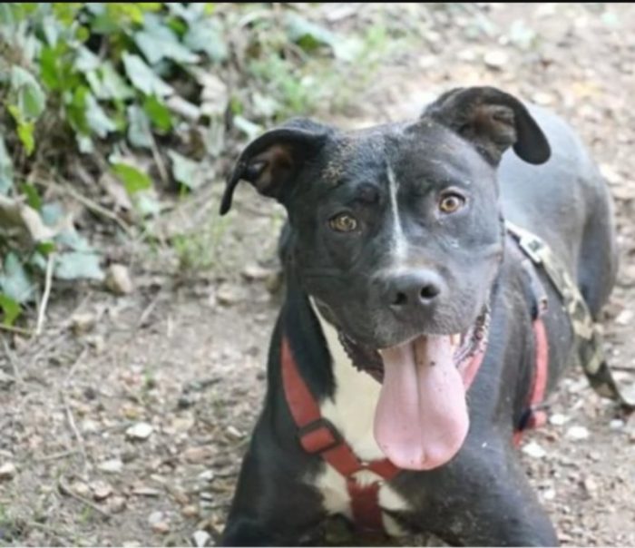 Pitbull adulto salvato 5anni fa legato ad 1palo..nessuna richiesta. ROMA
