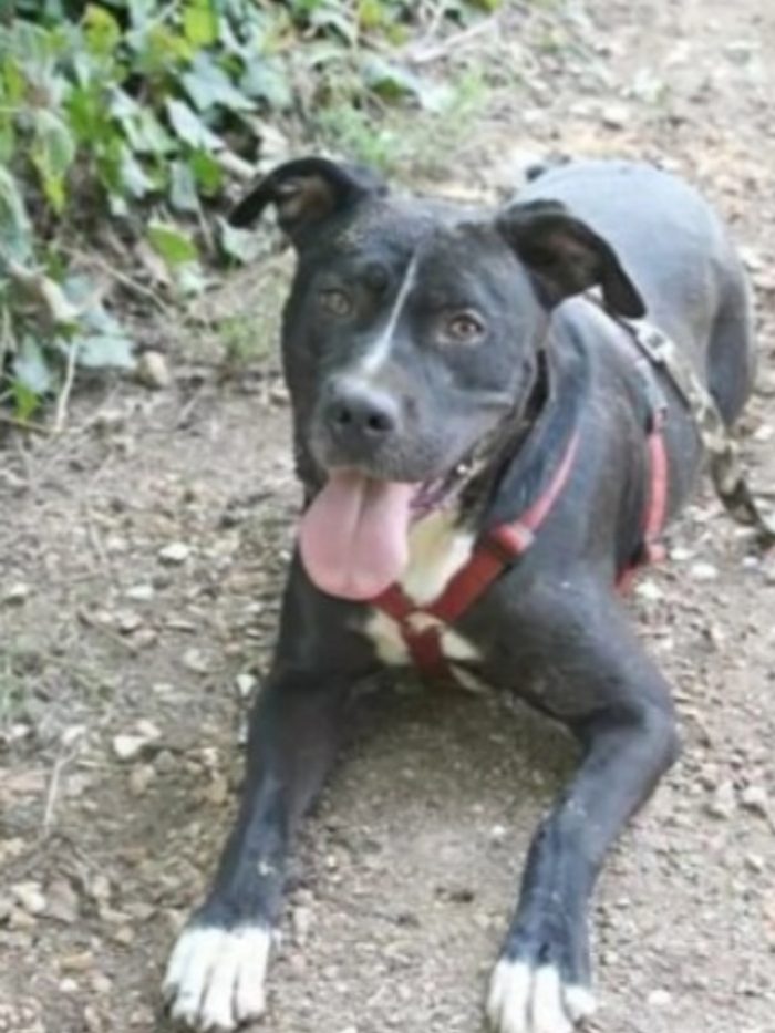 Pitbull adulto salvato 5anni fa legato ad 1palo..nessuna richiesta. ROMA
